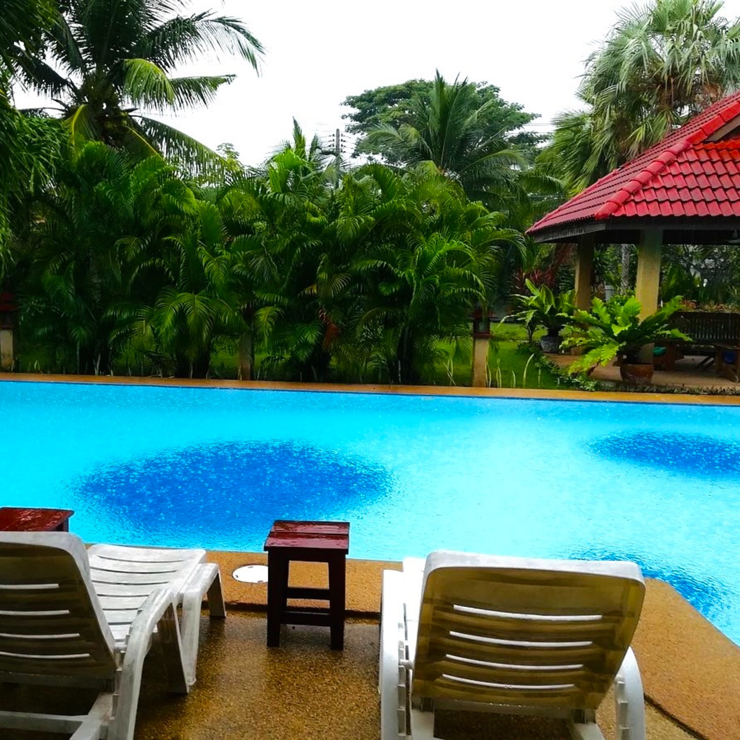 The pool and tropical garden seen from a shaded poolside seat at Lyndale Lodge