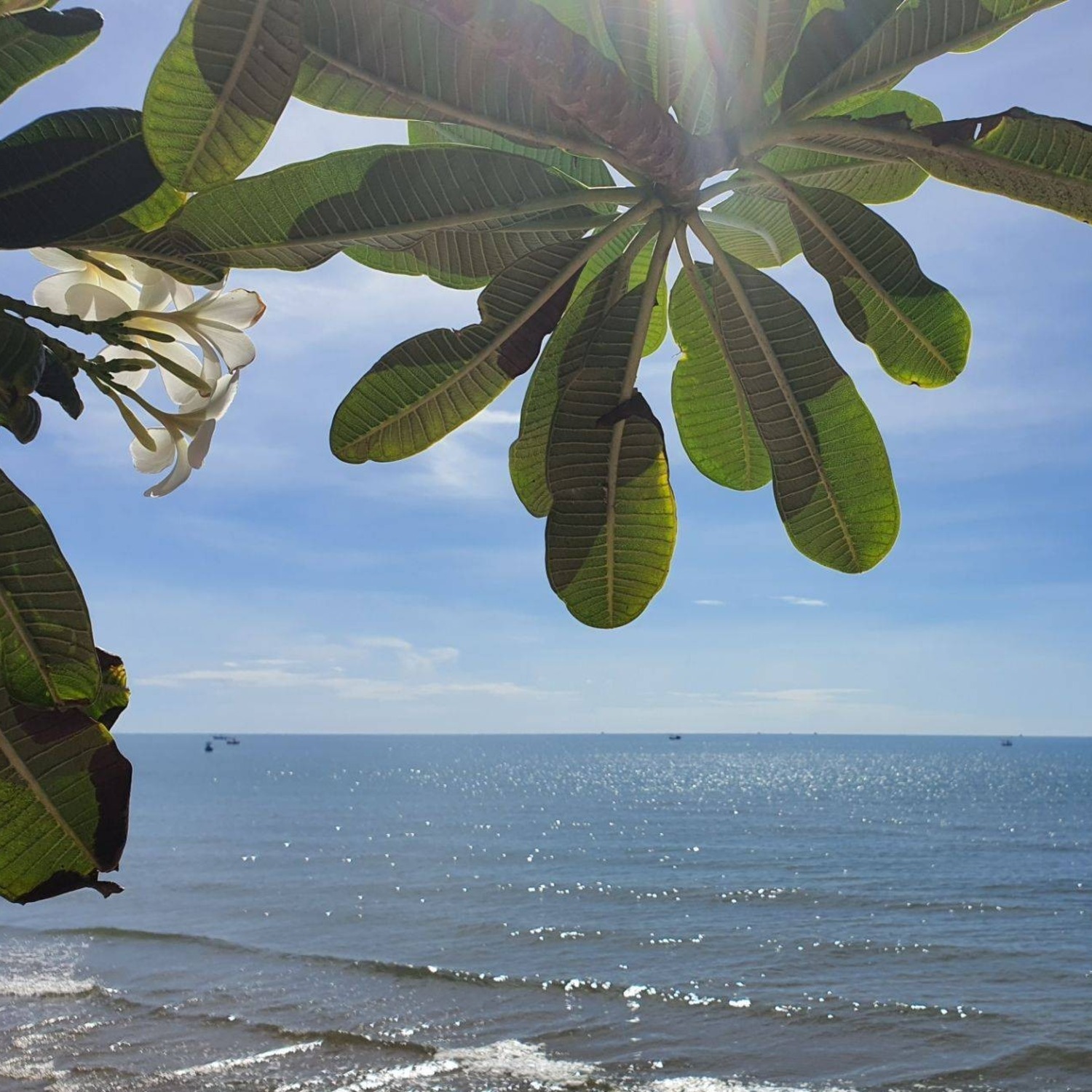 Frangipani blossoms framing the sea near Pranburi, close to Lyndale Lodge
